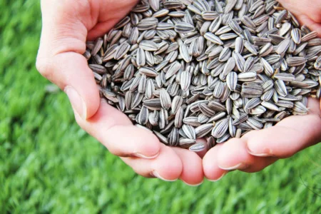 Tips on saving seeds  for next year’s garden